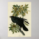 Search for audubon posters Lithograph