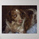 Search for brittany dog posters Spaniel