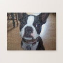 Recherche de boston puzzles Terrier