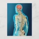 Search for brain stem Transparent