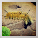 Search for insecte posters For her