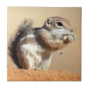 Search for antelope tiles Usa