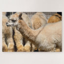 Recherche de alpaca puzzles Ferme