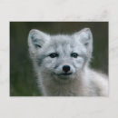 Search for arctic fox postcards Cute