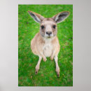 Search for joey kangaroo posters Cute