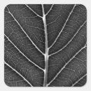 Search for leaf veins stickers Photography
