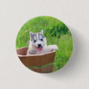 Recherche de husky badges Chien des neiges