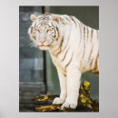 Recherche de gros chat posters Animal sauvage
