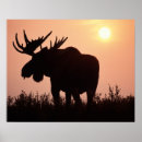 Search for ungulate posters Bull