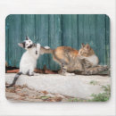 Recherche de cha cha tapis souris Chaton