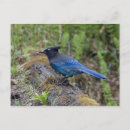 Search for yoho postcards Forest