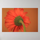 Recherche de gerber posters Fleurs