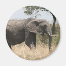 Search for tusks magnets Wildlife