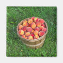Search for peaches magnets Summer