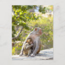 Search for monkey baby postcards Wildlife