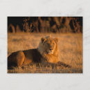 Recherche de okavango cartes postales Faune