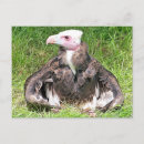 Recherche de griffon cartes postales Animaux