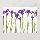 Search for isolate postcards White
