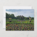 Search for flower petals postcards Yellow