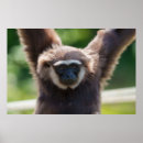 Search for gibbon art Nature