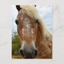 Recherche de appaloosas cartes postales Cheval