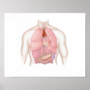 Recherche de physiologie posters Coeur