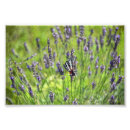 Search for zebra photo posters Butterfly
