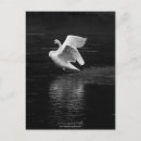 Search for b vertical postcards White
