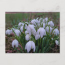 Recherche de perce neige posters Printemps