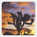 Search for joshua tree stickers Usa
