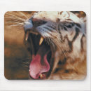 Recherche de tigre bengale tapis souris Animaux sauvages