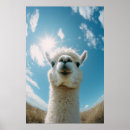 Recherche de alpaca posters Nature