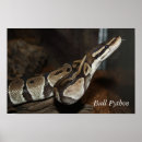 Search for python posters Snake