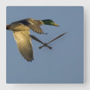 Recherche de canard en vol posters Animal