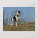 Recherche de pam cartes postales Dog