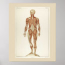 Recherche de muscles posters Pour tous