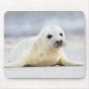 Recherche de phoque tapis souris Nature