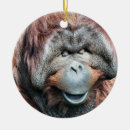 Search for orangutan ornaments Animal