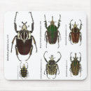 Search for goliath Insect