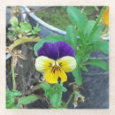 Search for pansy barware Pretty