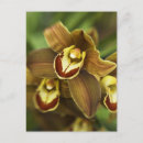 Recherche de cymbidium cartes postales Fleurs