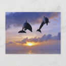 Recherche de dauphins sautants posters Nature