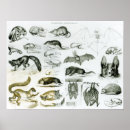 Recherche de zoologie posters Anglais