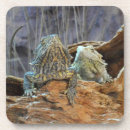 Search for lizard coasters Two lizards