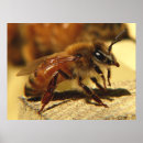 Search for honeybees posters Hive