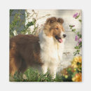 Search for shelties magnets Canine