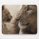 Search for lion photo mousepads Lions