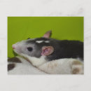 Search for rat lovers postcards Pet
