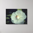 Recherche de pureté Photographie