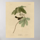 Search for audubon birds posters Illustration